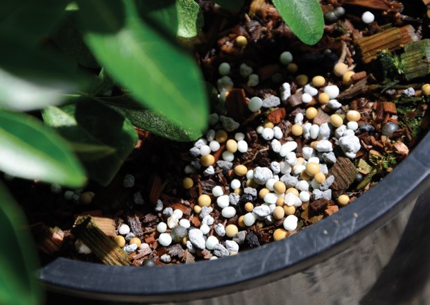 Gardening myths growing like weeds