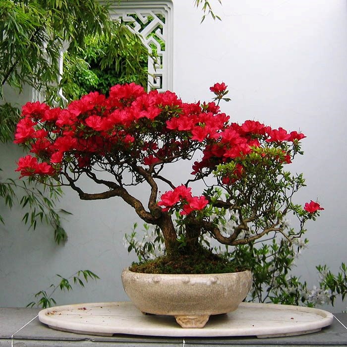 penjing