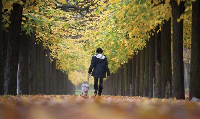 A woman takes a stroll with her dog in the park of Augustusburg Castle in Bruehl, western Germany Thursday Oct 25, 2012. Weather forecasts predict changeable weather with rain for the next few days in Germany. (AP Photo/dapd/ Patrick Sinkel)