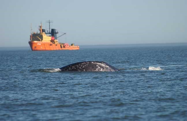 A western gray whale is shown in this handout photo. A study by a group of experts including two Canadians is offering recommendations to reduce the impact of seismic surveys by oil and gas companies on vulnerable whales and other marine species. THE CANADIAN PRESS/ho-Dave Weller