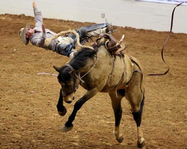Casey Maddox loses his grip on his horse named Manhattan Flash during the saddle bronc competition on the second night of the Sandhills Stock Show and Rodeo Saturday Jan. 4, 2014 at the Ector County Coliseum in Odessa, Texas. (AP Photo/Odessa American, Edyta Blaszczyk)