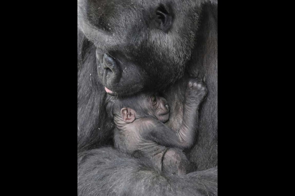 This Monday, Nov. 4, 2013 photo provided by the Chicago Zoological Society shows Koola, an 18-year-old western lowland gorilla, cuddling with her newborn female infant born Monday at Brookfield Zoo in Brookfield, Ill. The baby is yet unnamed. Currently, there are 342 western lowland gorillas in 53 accredited North American zoos. (AP Photo/Chicago Zoological Society, Jim Schulz)