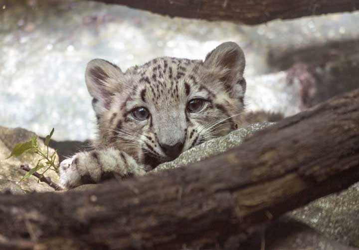 This Aug. 2, 2013 photo provided by the Wildlife Conservation Society shows the newest resident at the Bronx Zoo in New York - a snow leopard. The unnamed 17-pound cub, born on April 9, is the first son of Leo, who was brought to the zoo after his mother and siblings were killed in Pakistan in 2005. (AP Photo/Wildlife Conservation Society, Julie Larsen Maher)