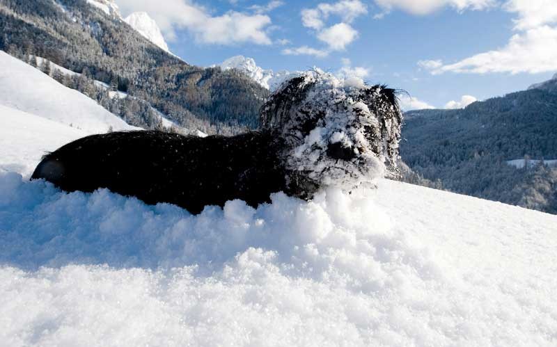 A little dog enjoys the fresh snow in Lofer, Austrian province of Salzburg, Wednesday, Jan. 25, 2012. Meteorologists predict some sunny weather for the upcoming days in Austria. (AP Photo/Kerstin Joensson)