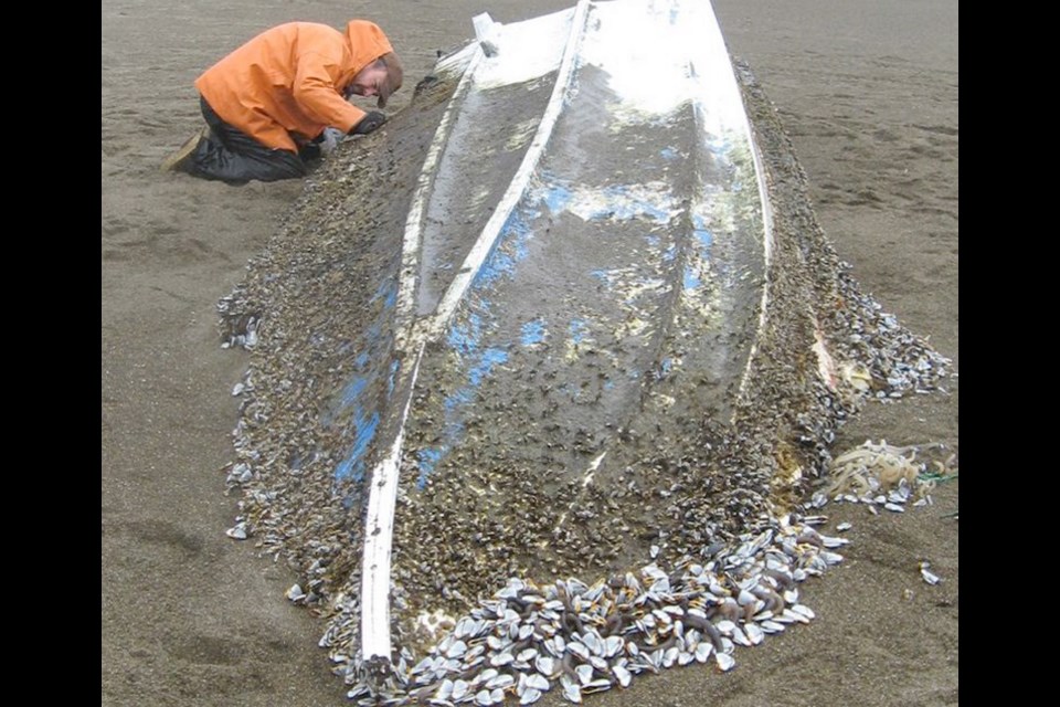 Biologist Justin Ainsworth examines organisms on a boat from Japan that washed up at Gleneden Beach, Oregon, in February 2013.