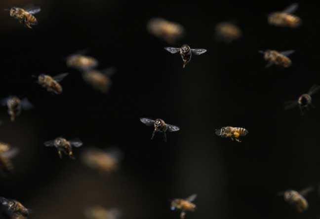 In this photo taken Sunday, May 5, 2013, bees fly in and out of the hive outside of Quentin Williams home in Snohomish, Wash. Williams, the manager of Beez Neez, has six hives with two breeds of bees. Bee farmers have been worried about colony collapse disorder, a previously rare occurrence in which the worker bees of the colony disappear. A new federal report suggests that a number of issues contribute to the bee colony's decline, including parasites, malnutrition, and pesticide exposure. (AP Photo/The Herald, Nick Adams)