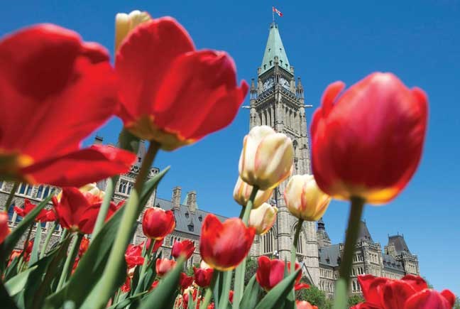 Tulips bloom on Parliament Hill Tuesday May 7, 2013 in Ottawa. THE CANADIAN PRESS/Adrian Wyld