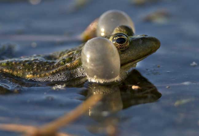 A frog makes its presence felt in the soundscape of a lake at sunset in Bucharest, Romania, Thursday, May 2, 2013. Romania enjoys much warmer weather than usual for this time of the year.(AP Photo/Vadim Ghirda)