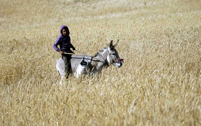 A Palestinian Bedouin youth rides a donkey in the northern Jordan Valley near the West Bank town of Tubas, Monday, April 29, 2013. (AP Photo/Mohammed Ballas)