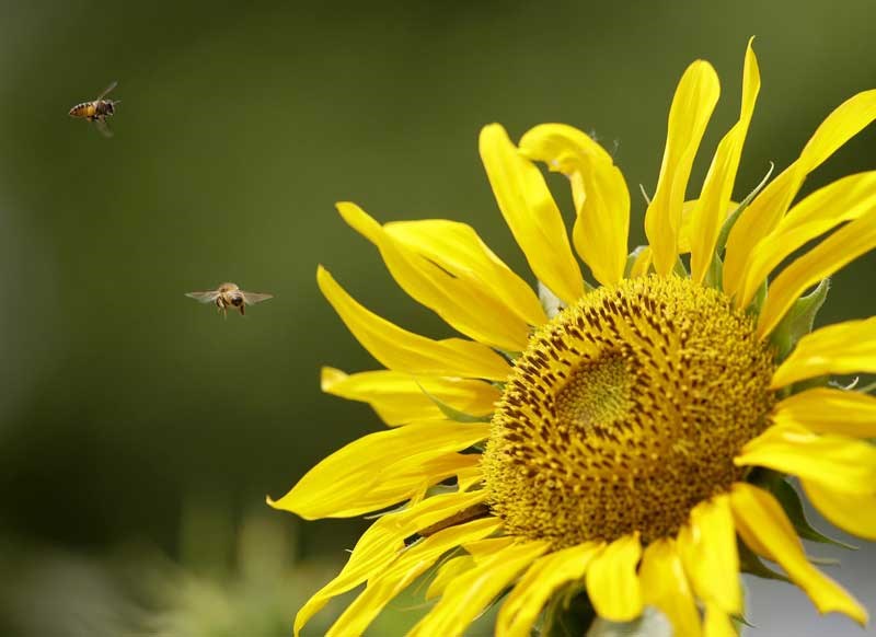 Bees prepare to sip the nectar of a sunflower which is in full bloom along an avenue at the University of the Philippines Diliman campus, the country's premier state university at suburban Quezon city northeast of Manila, Philippines Saturday April 27, 2013. The sunflowers were grown late February and are now in full bloom for this weekend's commencement exercises of the university. (AP Photo/Bullit Marquez)