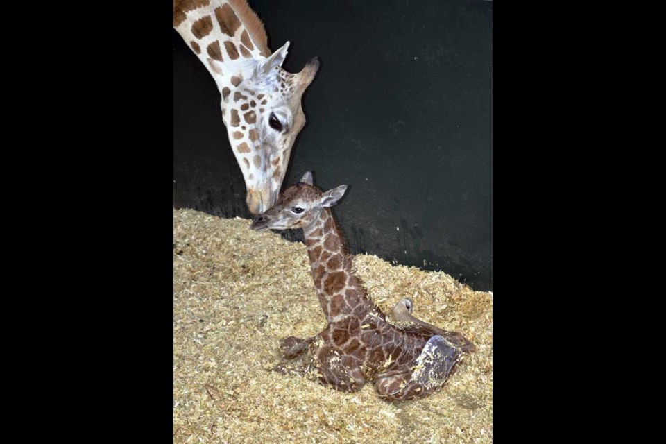 This photo released Monday, March 25, 2013 by the LEO Zoological Conservation Center shows a female Rothschild giraffe calf, right, alongside her mother, Petal, at the facility in Greenwich, Conn. The calf, born Friday, March 22, 2013, is the first giraffe born at the off-exhibit conservation center. The Rothschild giraffe is listed as an endangered subspecies,. (AP photo/LEO Zoological Conservation Center)