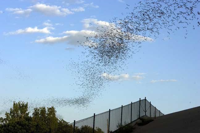 Millions of Mexican Freetail bats fly out from under the IH-35 overpass in Austin, Texas, July 16, 2009. Usually there are spectators for the nightly event that occurs around sunset each day. (AP Photo/Statesman.com, Larry Kolvoord) AUSTIN CHRONICLE OUT, COMMUNITY IMPACT OUT, INTERNET MUST CREDIT PHOTOGRAPHER AND STATESMAN.COM