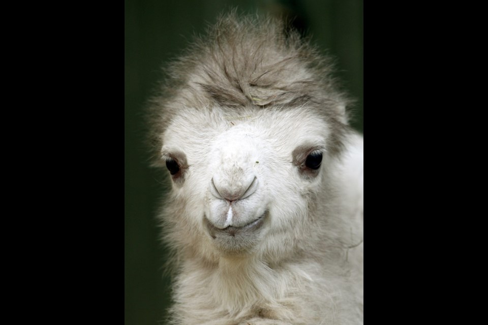 A yet unnamed Bactrian camel cub stands in its compound at the zoo in Gelsenkirchen, Germany, Wednesday, March 13, 2013. (AP Photo/dpa, Roland Weihrauch)