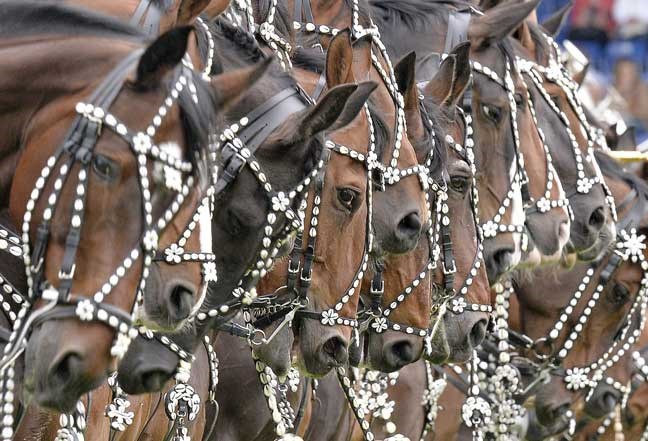 Danish horses standing in a row during the opening ceremony of the CHIO Equestrian Festival in Aachen, Germany, Tuesday, June 25, 2013. (AP Photo/Martin Meissner)