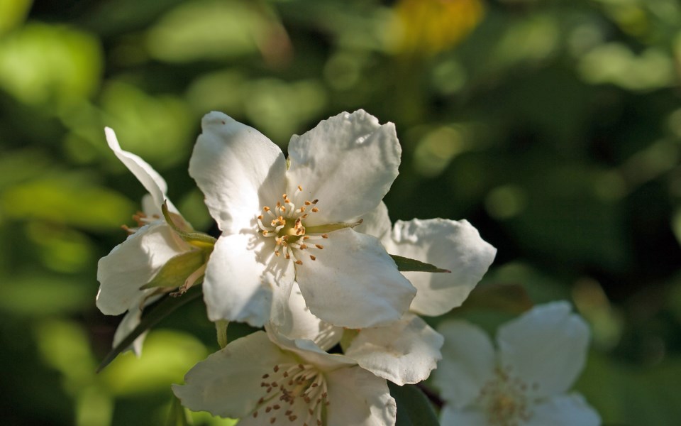 mock orange