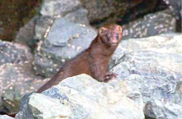 Wildlife workers say this critter photographed at the foot of Lonsdale Thursday is likely a mink.