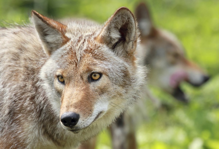 Coyote