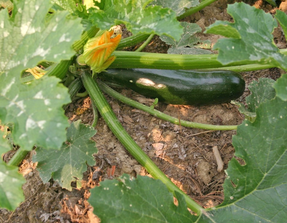 zucchini