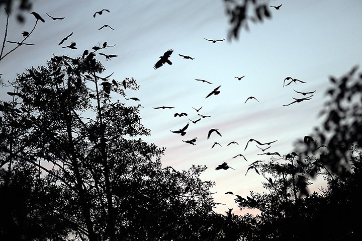 Thousands of crows, some of which can be seen flying through East Vancouver during the early evening, join others at one of the largest roosts in the province in Burnaby. File photograph by: Rebecca Blissett