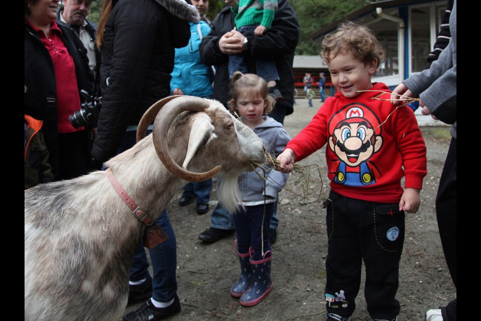 George Hill fed a goat in the petting farm at Queen's Park on Easter weekend. The petting farm has been open since May but will close after Labour Day.