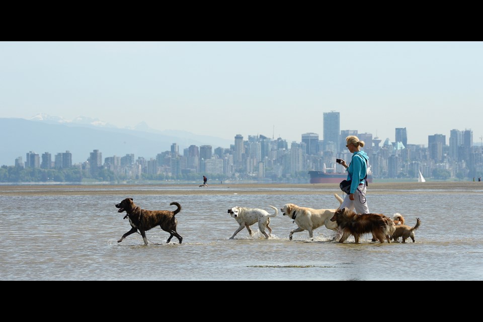 A dog walker strolls with her clients at Spanish Banks earlier this week. Photo Dan Toulgoet