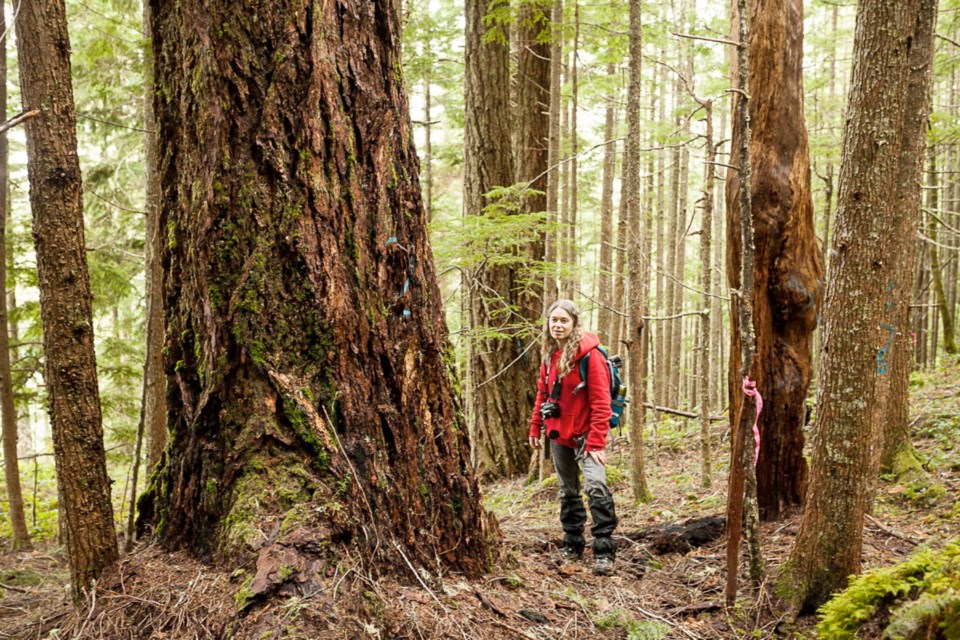 Cathedral Grove-2.jpg