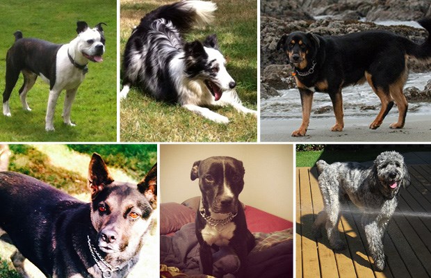 missing dogs
