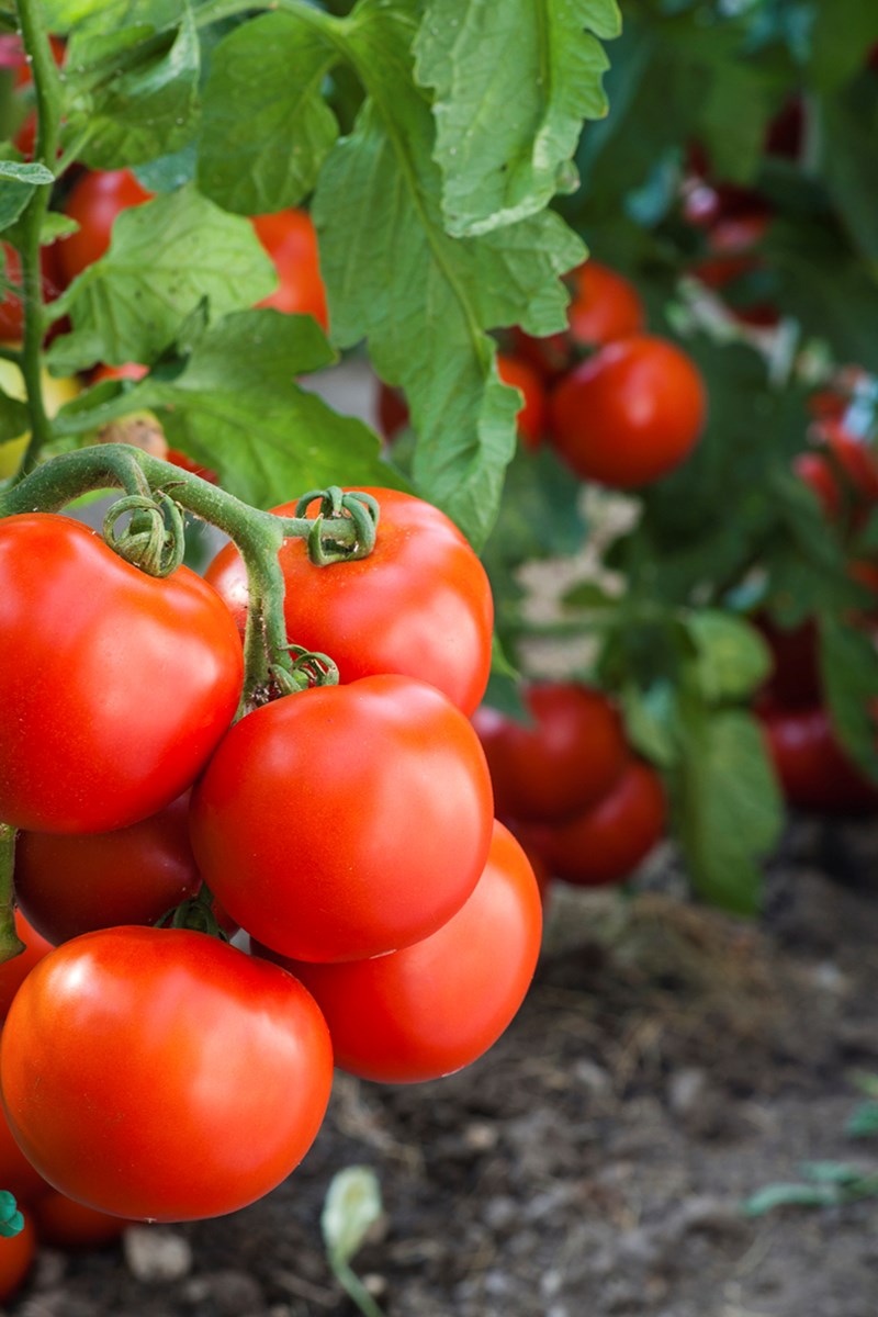 Gardening tips on growing tomatoes - New West Record