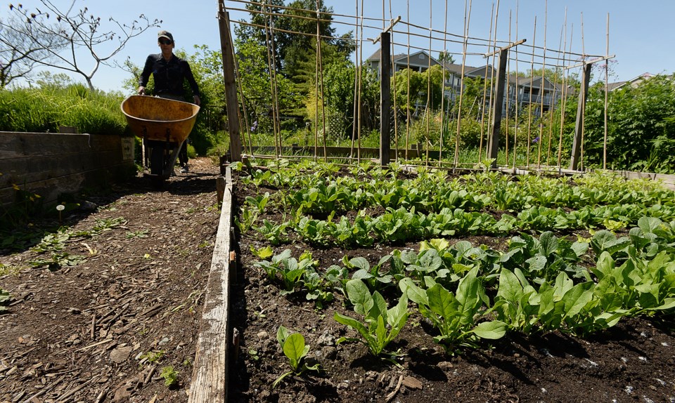 garden