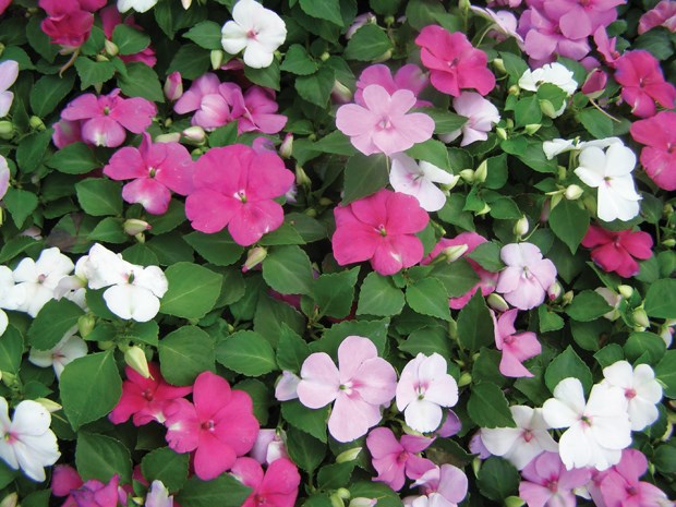 impatiens