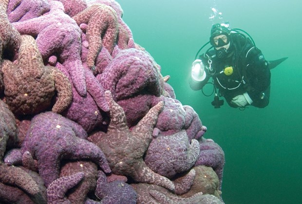 purple sea stars