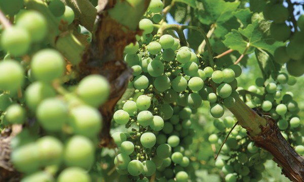 White wine