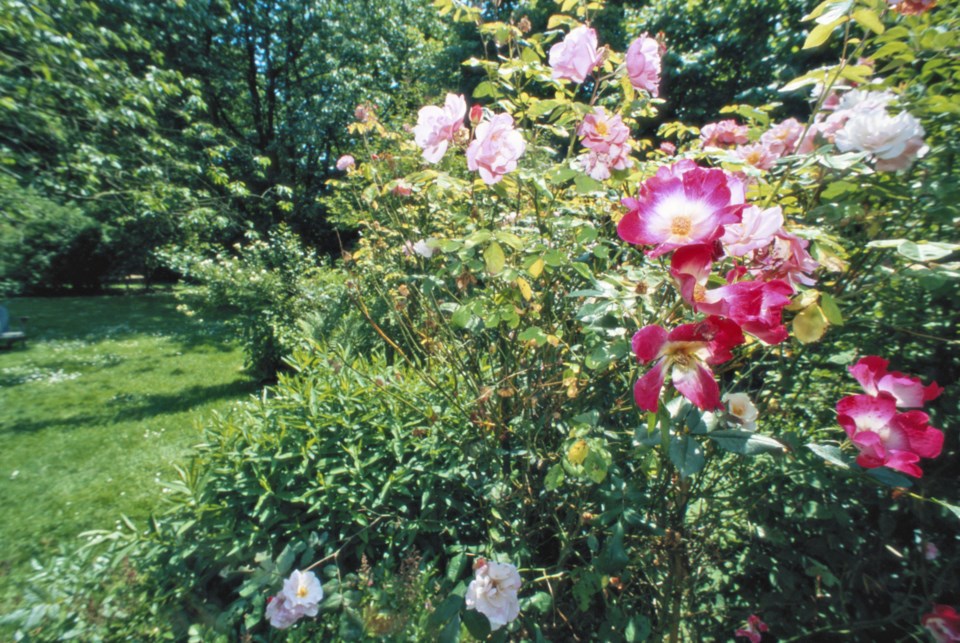 roses
