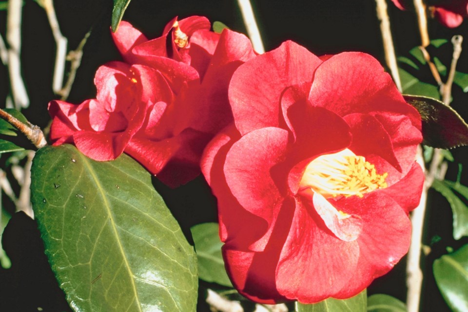 camellia