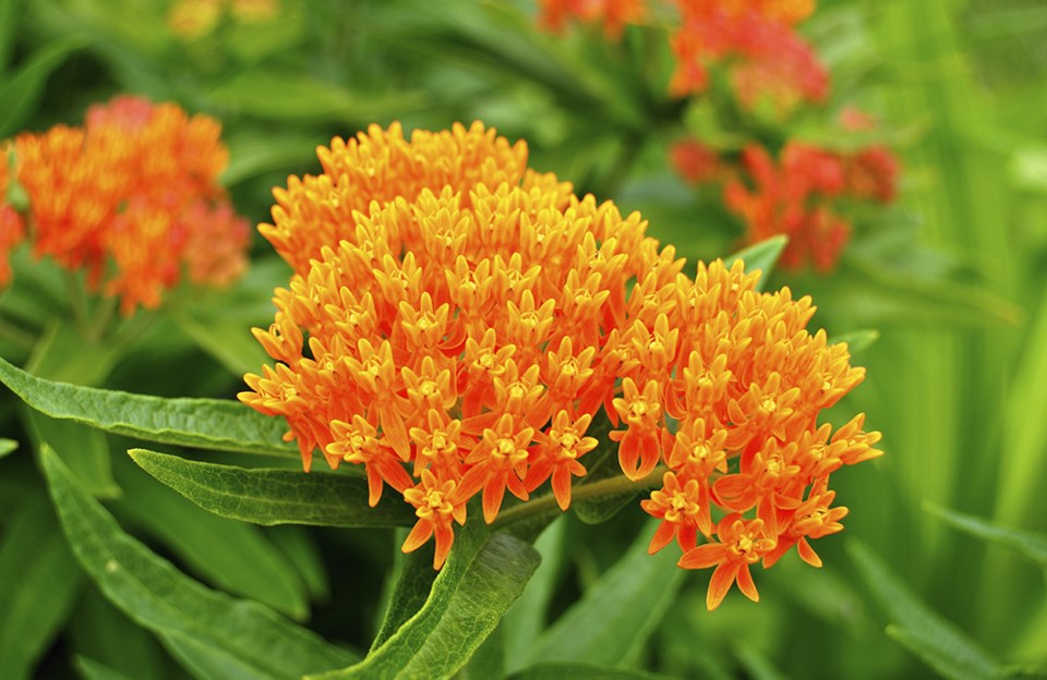 butterfly weed