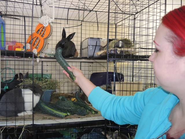 Bandaids for Bunnies founder Krystal Grimm tempts one of her 68 rabbits with a piece of kale.