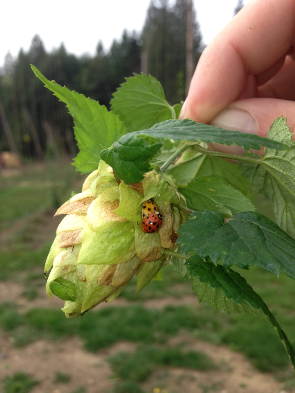 Persephone hops