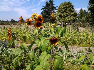 On the farm