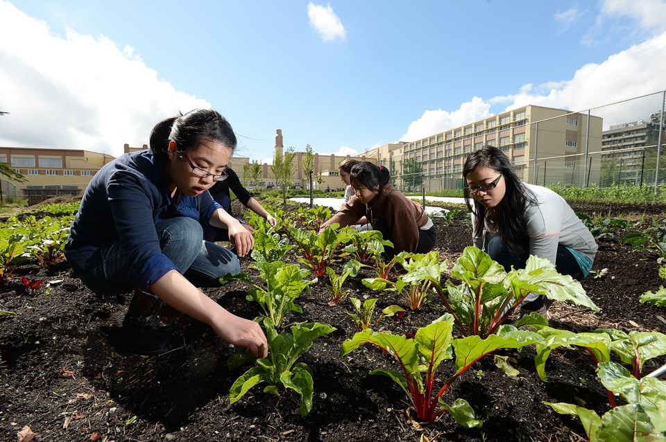 Fresh Roots garden at Van Tech