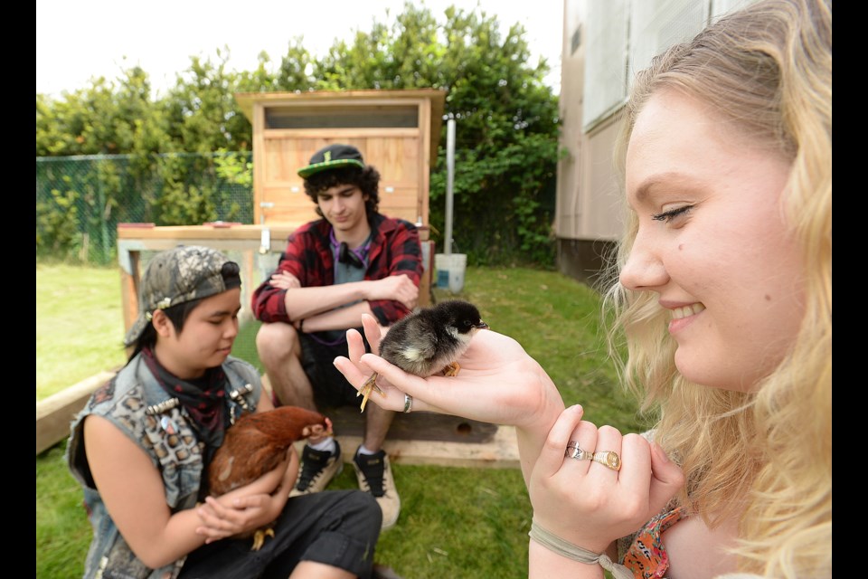 Spectrum Program students Gell San Diego, Bohdan Burgess and Scout Wyness bond with newly hatched chicks. Photo Dan Toulgoet