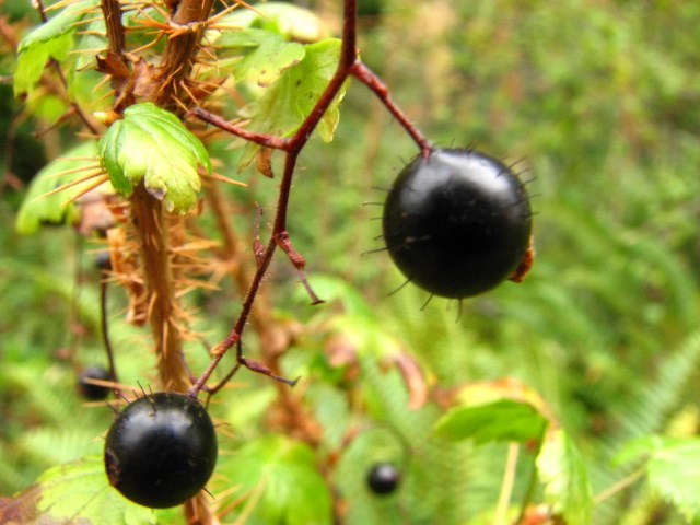 Oregon grape