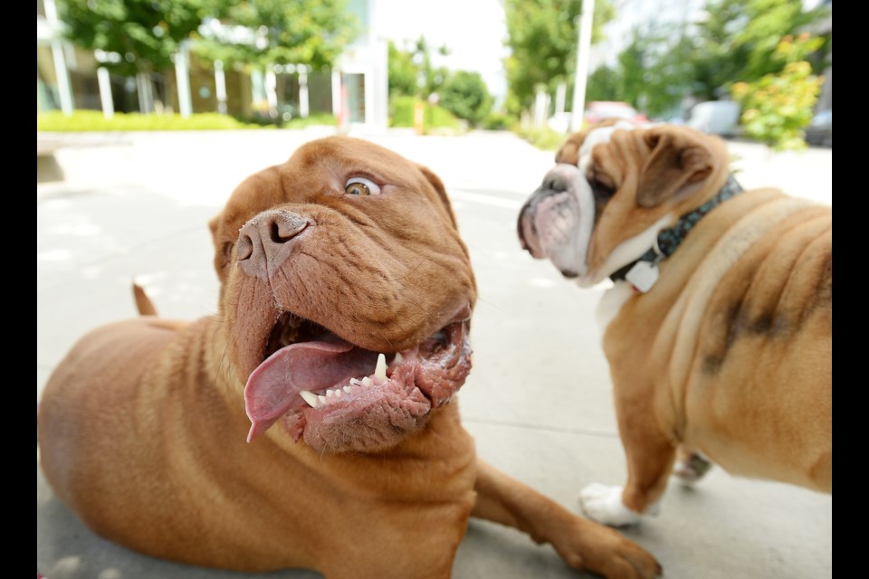 Thor, a French mastiff, and Bosley, an English bulldog, spend quality time together at the Olympic Village. A new citizen action initiative called 100 in 1 Day hopes to bring Vancouver residents together in a variety of different ways, including setting up special dog “sniffing stations” where people and pooches alike can meet up. photo Dan Toulgoet