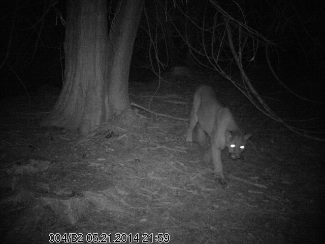 A motion-sensitive camera caught this cougar near Lombard Road in Metchosin on May 23.