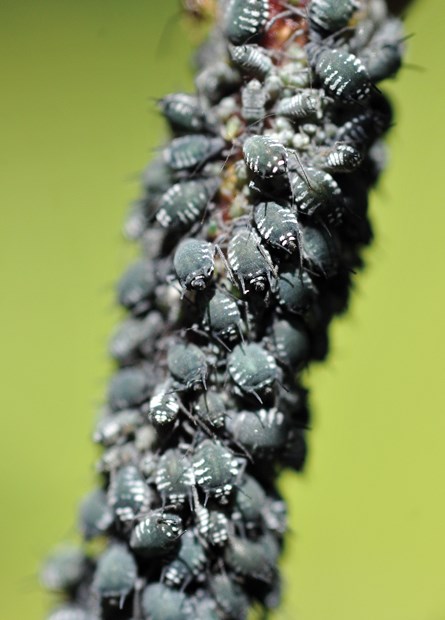 Put pests in their place this growing season