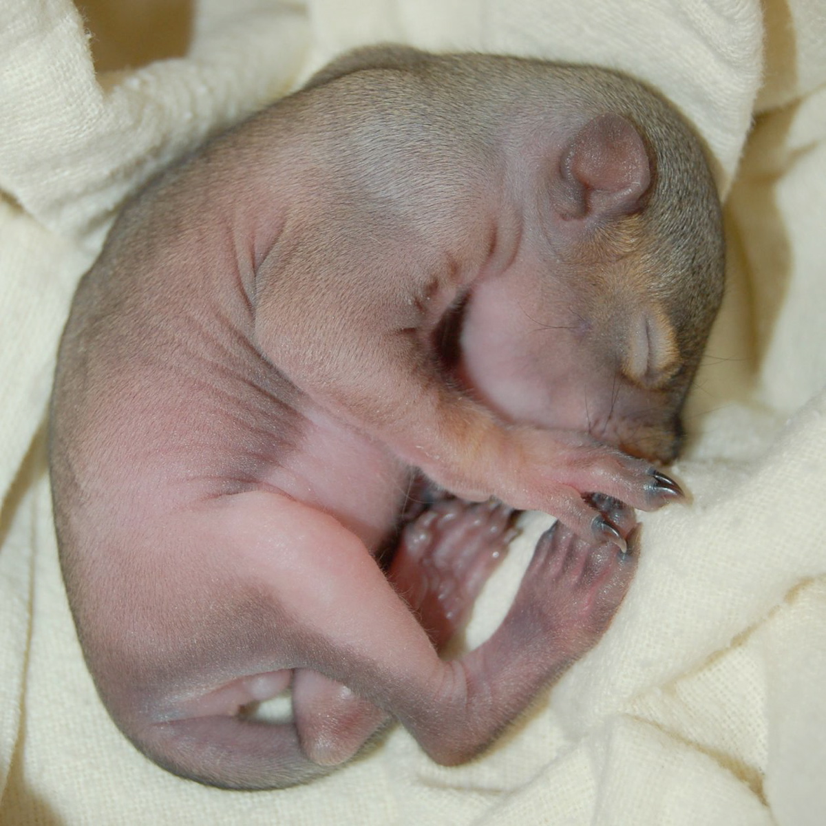 Newborn squirrel at Wild ARC rehabilitation centre a sign of early spring -  Victoria Times Colonist