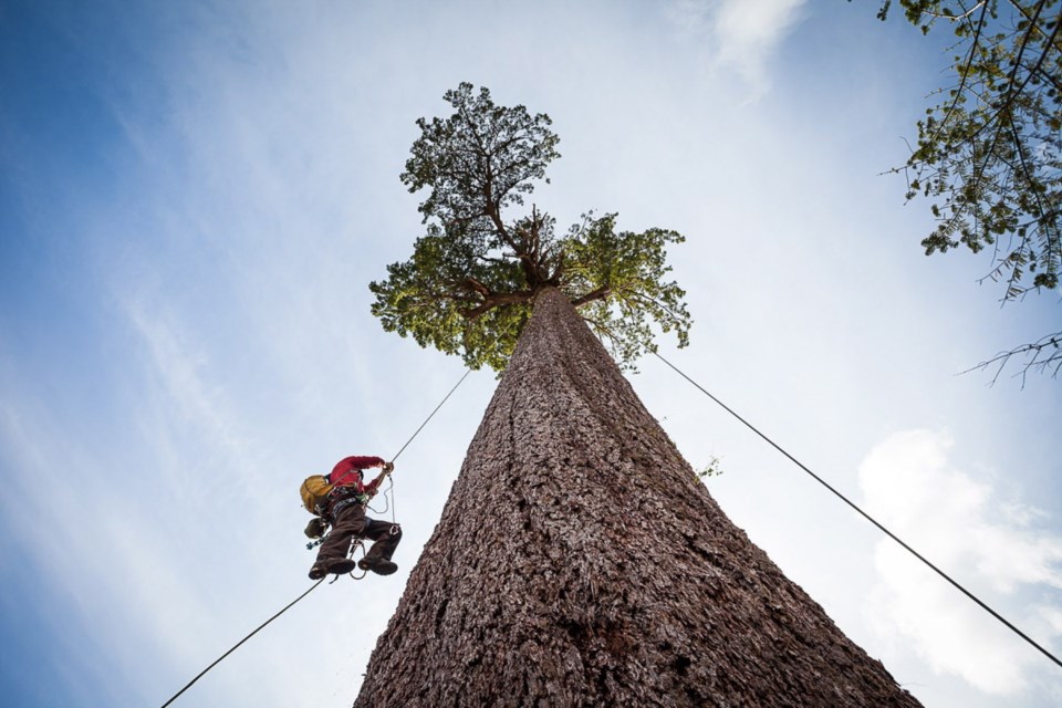"Big Lonely Doug" is thought to be the second-largest Douglas fir in B.C.