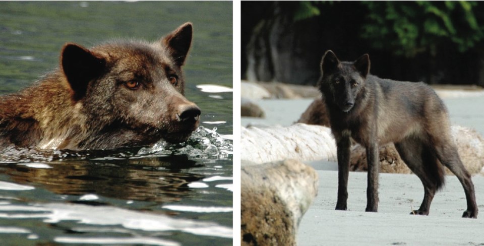 A mainland timber wolf, left, and a coastal wolf can live in close proximity while exhibiting differ