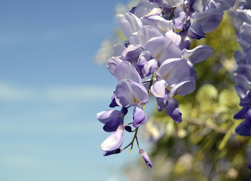 Wisteria