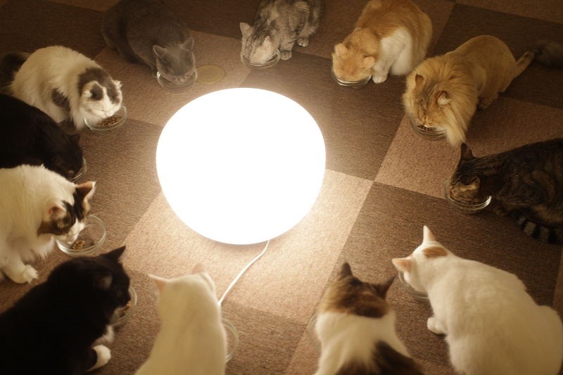 cat cafe