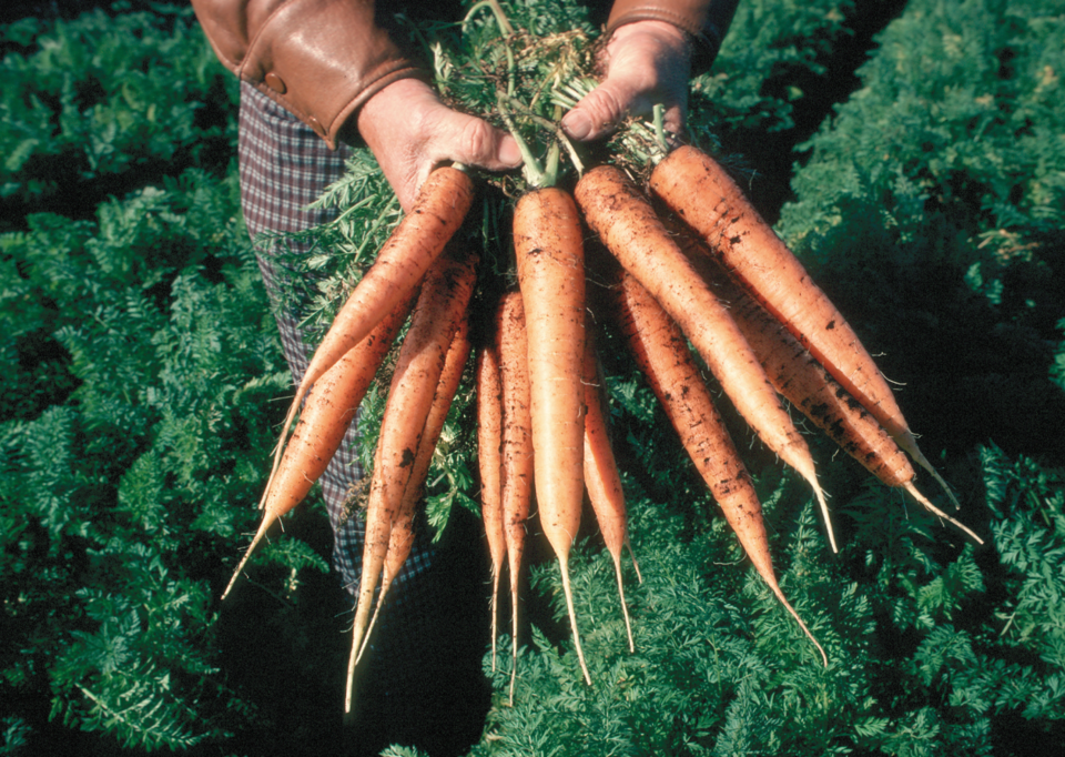 carrots